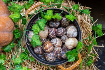 Pot with snails, topped with straw and green leaves