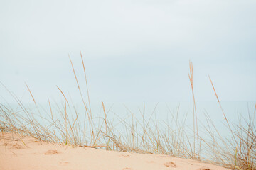 Beach grass on the sand in pastel colors