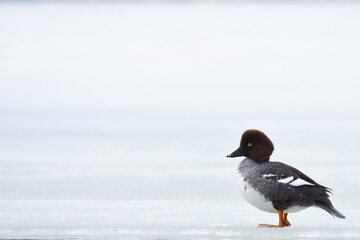 A female Common Goldeneye rests on the ice in the Alaska springtime