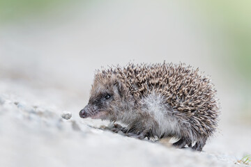 The Hedgehog looking for food (Erinaceus europaeus)