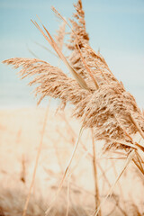 Beach grass on the sand in pastel colors
