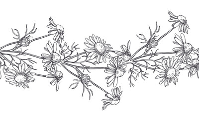 Vector seamless pattern with chamomile flowers in engraving style. Hand drawn botanical texture with floral border.