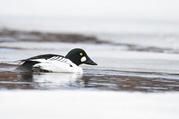 Fototapeta premium A drake Common Goldeneye swims through an Alaskan pond during the spring thaw. 