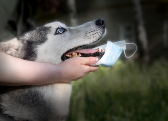 man puts on a dog a disposable medical mask