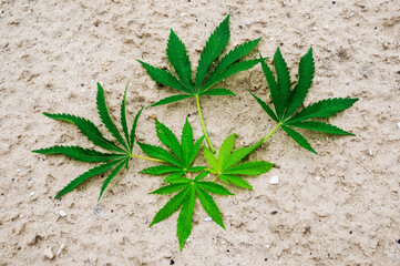 Green cannabis leafs close-up on a sandy background.