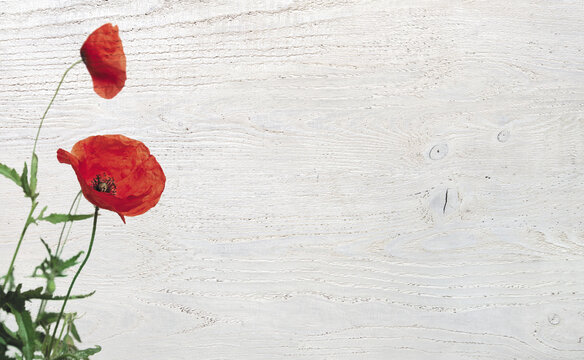 PLANCHE EN BOIS BLANC ET COQUELICOTS