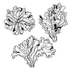 Hand drawn red oak lettuce.  Vector sketch illustration
