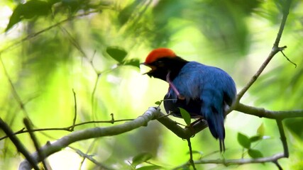 Swallow-tailed manakin in the rain forest with blue color and nature movements. 4K wildlife video