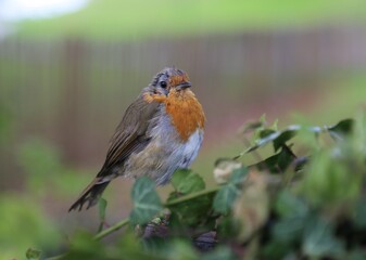 A closeup picture of a European Robin known as the Robin Redbreast.