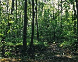 forest in the morning