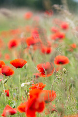 Fototapeta premium Mohn