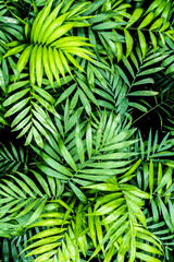 Perfect tropical palm leaves pattern, nature texture. Green nature background, bright and dark green tones. Artistic tropical jungle background