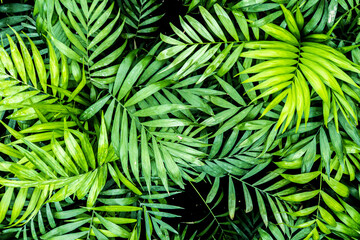 Naklejka na ściany i meble Perfect tropical palm leaves pattern, nature texture. Green nature background, bright and dark green tones. Artistic tropical jungle background