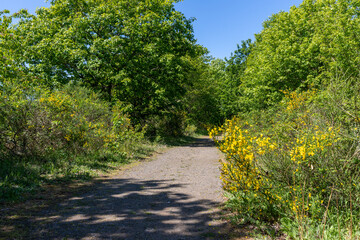 Walking trail through the forest on the Lemberg