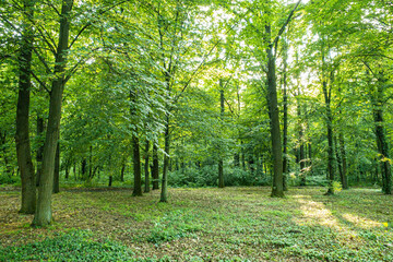 Forest trees. Forest panorama with rays of sunlight. Beautiful green forest