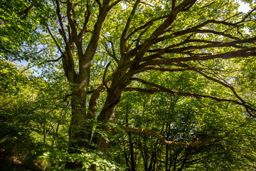 Branches of an big oak tree against blue sky