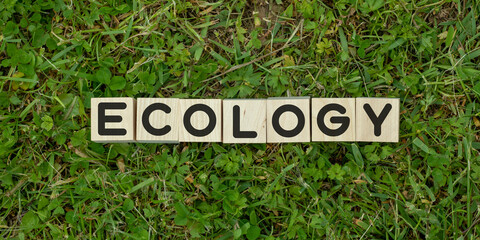 The word ecology is written the wooden blocks on a background of grass. The view from the top