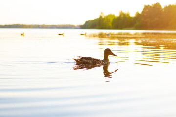 Silhouette look on the ducks are in the lake water during the sunset.