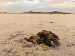 coral on the beach