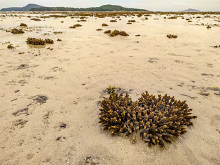 coral on the beach