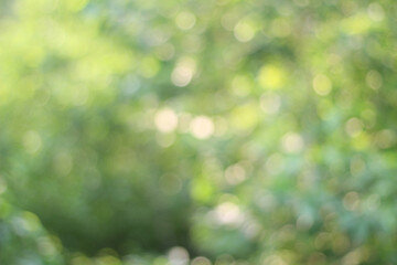 Obraz premium Blurred of green trees with bokeh light background