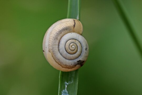Kart&auml;userschnecke (Monacha cartusiana)
