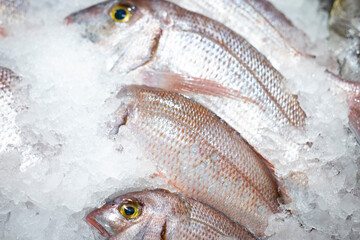 Fresh fishes in ice ready to sell in departement store