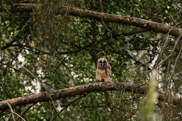 Owl sitting on a branch