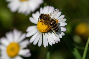 Biene 001 © Florian Oberkofler