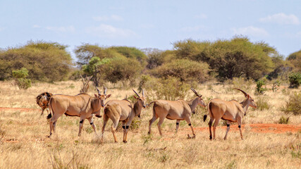 Antilopes in savanna. 