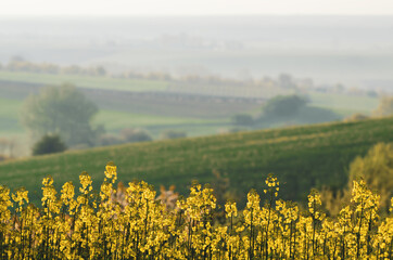 Rapeseed spring flowers