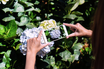 Tourist take a photo of hydrangea flowers in the garden, close-up.