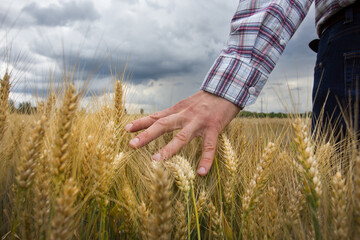 Farmer touching spike of barley