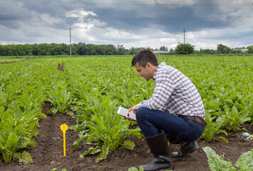 Farmer with tablet in sugar beet field