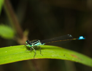 Blue dragonfly on a green leaf, Azure damselfly, Coenagrion puella