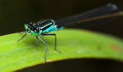 Blue dragonfly on a green leaf, Azure damselfly, Coenagrion puella