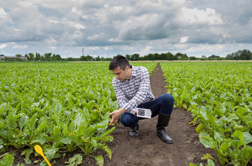 Farmer with tablet in sugar beet field