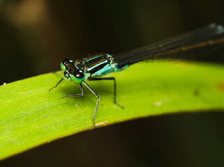 Blue dragonfly on a green leaf, Azure damselfly, Coenagrion puella