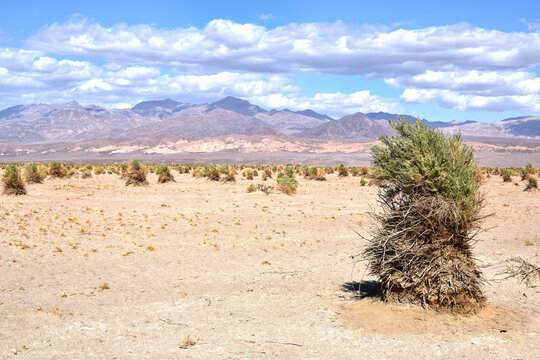 Death Valley, Devils Cornfield, California, USA