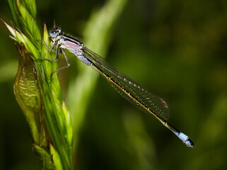 Blue dragonfly on a green leaf, Azure damselfly, Coenagrion puella