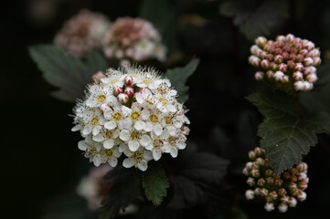 close up of a flower