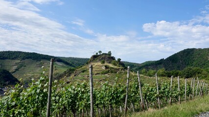 Obraz premium Weinberge an der Ahr, Weinanbau, Kulturlandschaft