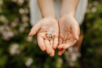 Close-up of little girl's hands, holding a small pink flower in palms.