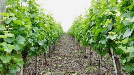 Weinberge an der Ahr, Weinanbau, Kulturlandschaft