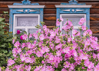 Fototapeta na wymiar Two window with old wood shabby blue platbands in the village house. Mallow bush with delicate pink flowers