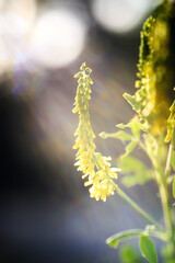 flower illuminated by sunlight, close-up. Soft focus, bokeh