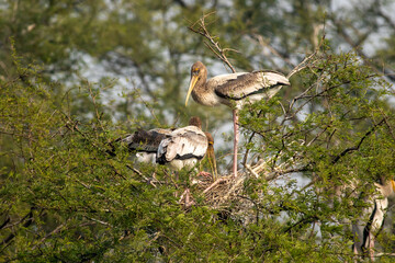 painted stork or mycteria leucocephala siblings or family are in nest on tree during winter migration at keoladeo national park or bharatpur bird sanctuary, rajasthan, india