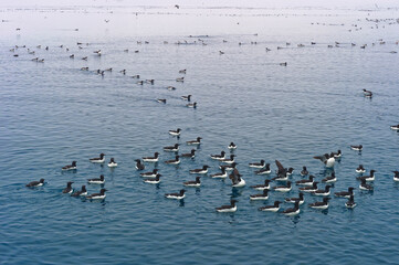 Thick-billed Murres (Uria lomvia) or Brunnich's guillemots swimming, Alkefjellet bird cliff,...