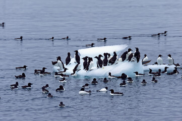 Thick-billed Murres (Uria lomvia) or Brunnich's guillemots on an iceberg, Alkefjellet bird cliff,...