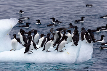 Fototapeta premium Thick-billed Murres (Uria lomvia) or Brunnich's guillemots on an iceberg, Alkefjellet bird cliff, Hinlopen Strait, Spitsbergen Island, Svalbard archipelago, Norway